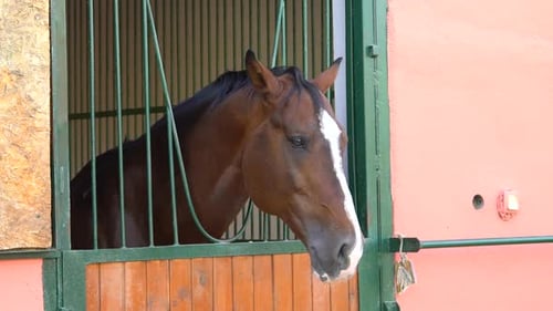 Brown Horse in Stable Looking Outward Calmly