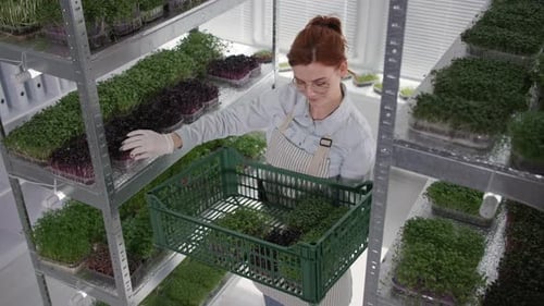 Organic Farm Female Farmer Puts Fresh Containers of Micro Green on Shelves in Modern Greenhouse