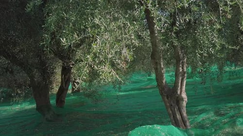 Olive trees agriculture. Organic cultivation. Mediterranean food. Olives oil ingredient. Harvest in