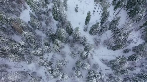 Flight Over the Winter Snow-covered Forest. Winter Forest As Background