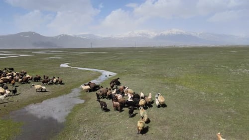 sheep nature grass