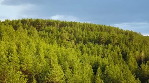 Forest Nature