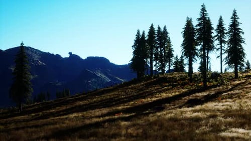 Trees on Meadow Between Hillsides with Conifer Forest