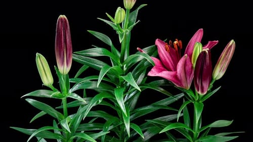Burgundy Lilies Blooming in a Time Lapse