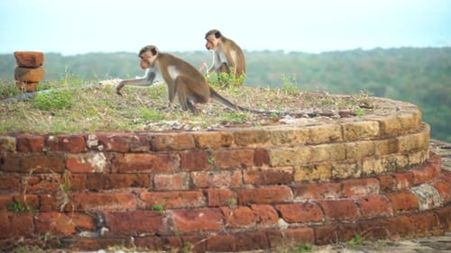 Monkeys in Sri Lanka