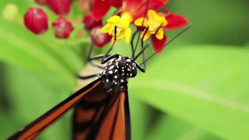 Monarch Butterfly Feeds on Tropical Flowers Close-up