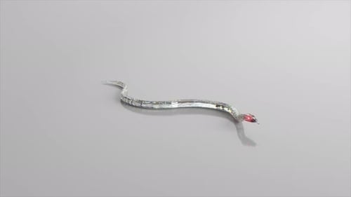 Le serpent de diamant rampe