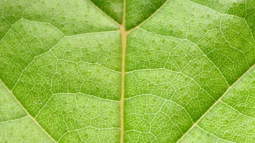 Green Leaf Analysis