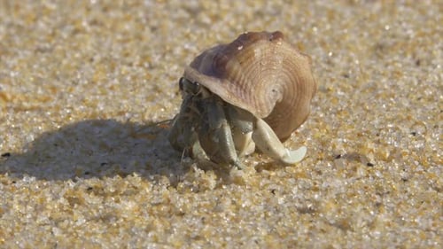 Hermit Crab Crawling on the Beach Sand