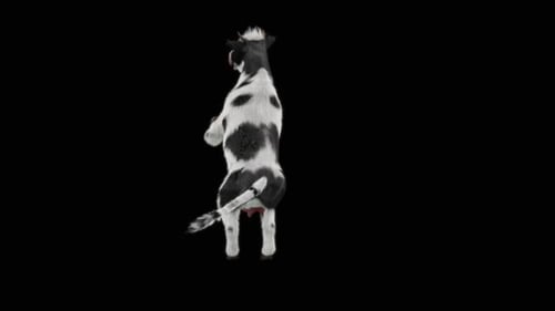 3D Animated Dancing Cow Character on Black Background