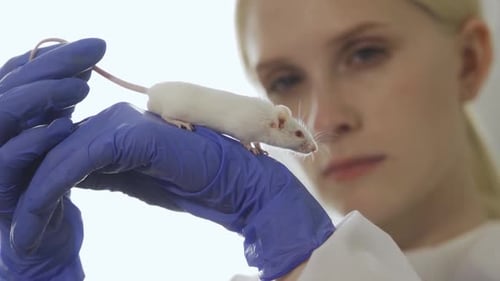 Young Adult Examining a Small White Mouse