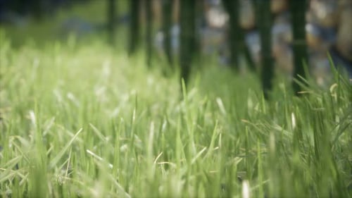 Frisches grünes Gras im Wald