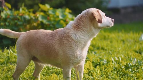 Chien mixte Wet Beagle-Labrador profitant du soleil dans le parc au coucher du soleil.