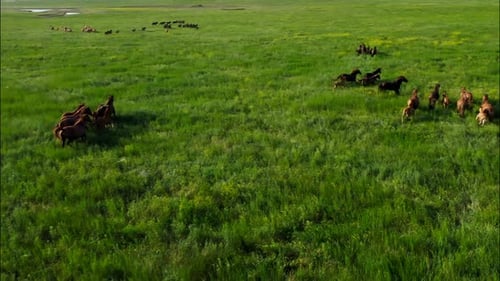 Des chevaux sauvages qui courent des Mustangs sauvages courent sur la magnifique poussière d'herbe verte sous les sabots