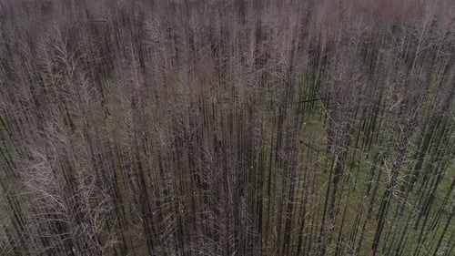 Dead Forest, Withered Trees, Flyind Abobe the Forest