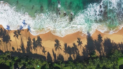 Aerial View of Tropical Beach with Palm Trees
