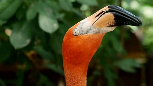 Vogel-Flamingo