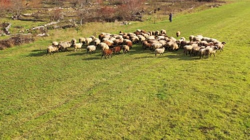 Herd of sheep in a meadow.