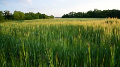 Beautiful Field with Young Rye at Sunset Russia