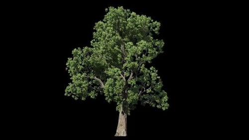 Green Windyty Tree Pack