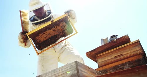 Beekeeper Inspecting Honeycomb Frame in Sunny Bee Yard