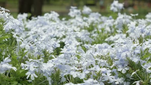 Field of Blue Flowers Blooming in Spring