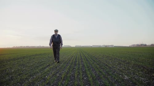 Thoughtful Senior Farmer Walks on Field To Sunset