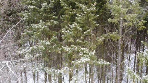 Evergreen pine tree branches, winter aerial view