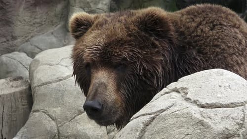 Close-Up View of a Brown Bear in Nature