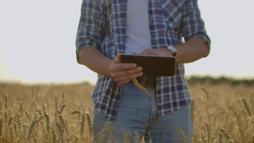 Young Male Farmer Holding Tablet in Wheat Field