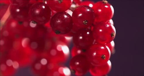 Closeup View of Falling Red Currant From Currant Tree