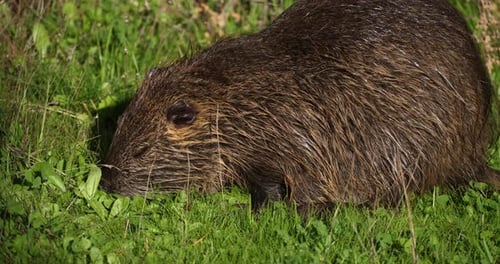 Coypu, Myocastor coypus, Camargue, Occitania, Francia