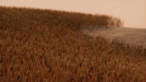Gold Wheat Field at Sunset Landscape