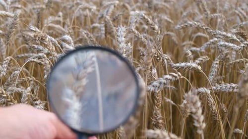 Magnifying Glass Reveals Golden Wheat Grain Details