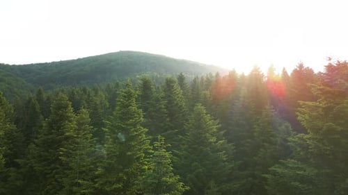 Aerial View of Green Pine Forest with Dark Spruce Trees Covering Mountain Hills at Sunset