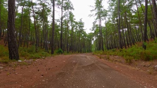 Car Drive Forest