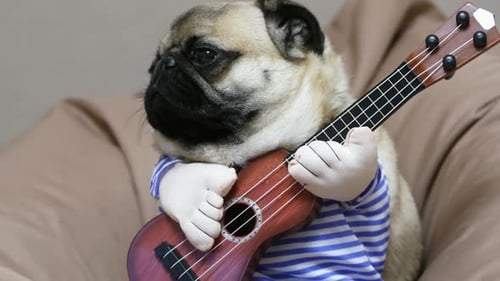 Adorable Pug Dog Playing Ukulele Inside