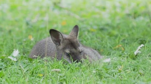 Bennetts Baumkänguru liegt auf Gras. Dendrolagus Bennettianus weidet auf der Wiese.