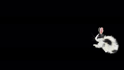 Adorable Black and White Rabbit Hopping and Running