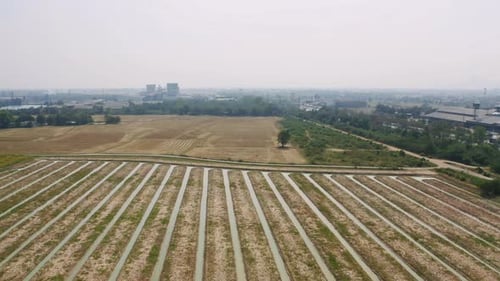 Vista aérea superior de arroz em casca fresco, campo agrícola verde no campo ou área rural