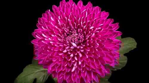 Magenta Flower Blooming in Macro Detail