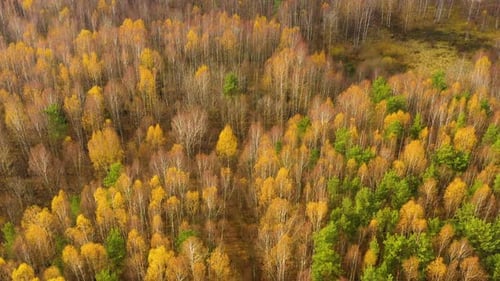 Herbstwald mit buntem Laub