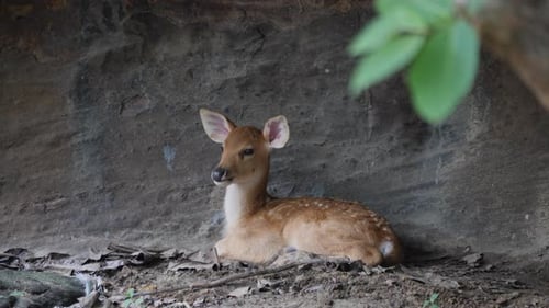 Spotted Fawn Resting Near Rock