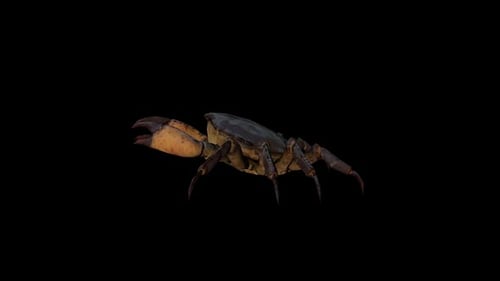 3D Realistic Crab Walking Animation