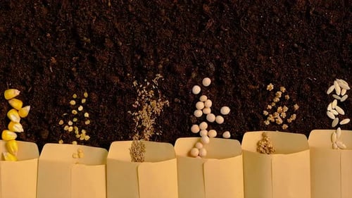 Seeds on the Soil for the Sowing Season