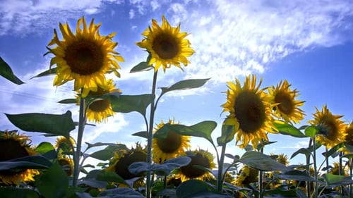Sonnenblumen