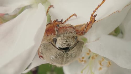 Maybug isst Apfelbaum-Blütenblätter