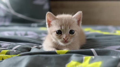 Adorable Kitten Resting Comfortably on a Bed