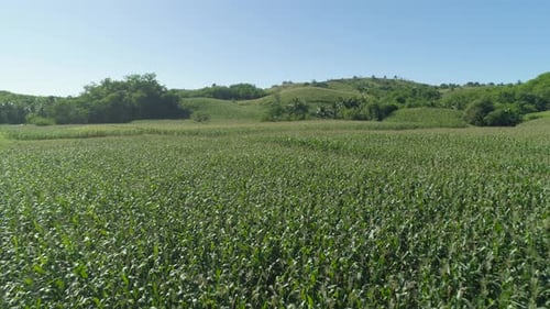 Corn Plantations in the Philippines