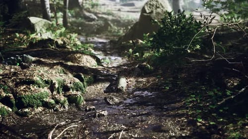 Small Creek Runs Through a Wide Valley Full of Fallen Leaves